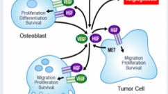 Cabozantinib-Mechanism-of-Action-300x247