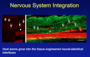 Nervous System Integration