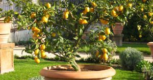 Lemons Villa Borghese